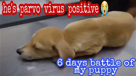 Parvo Survival Rate: Surprises in the Stats .